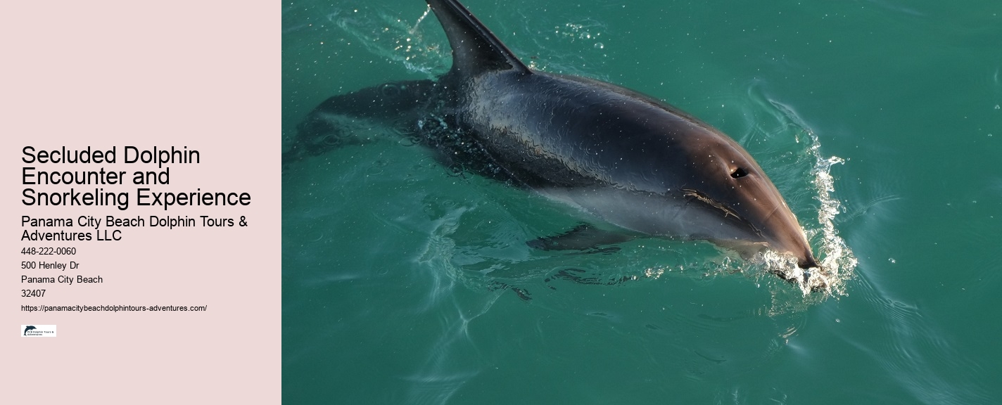 Best Places To See Wild Dolphins