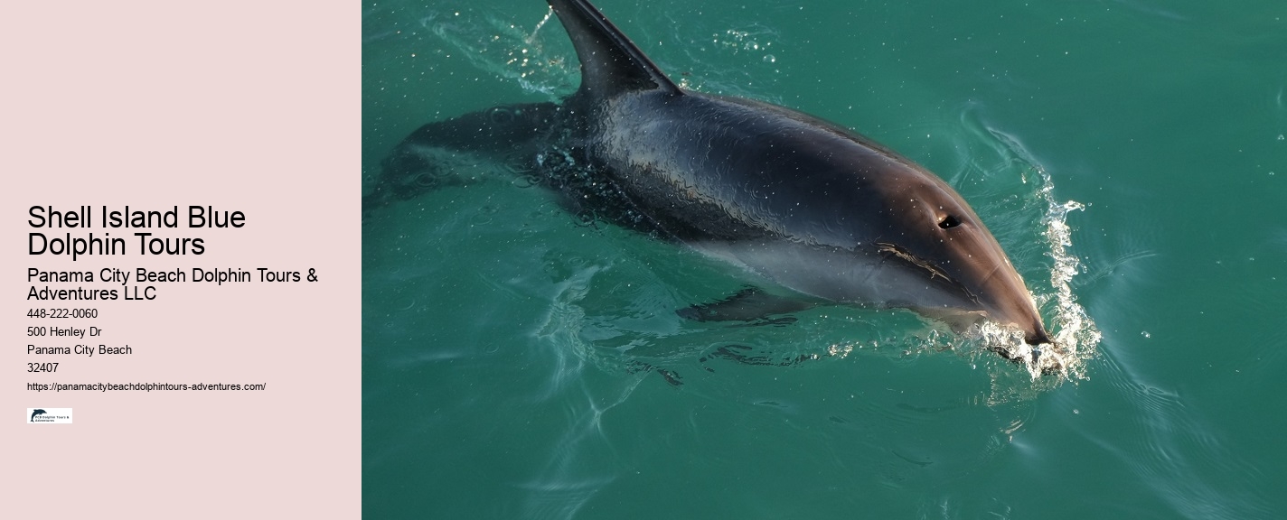 Shell Island Dolphin