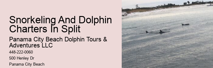 Are Dolphin Tours Safe For Dolphins