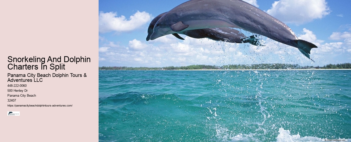 Split Adrenaline-pumping Dolphin And Snorkeling Adventures