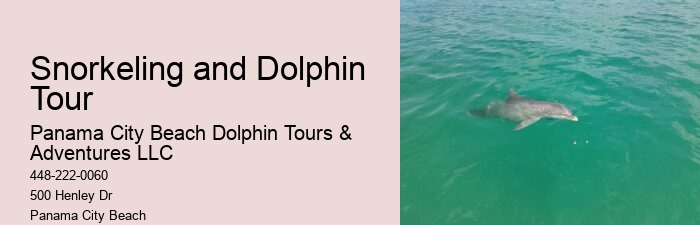 Dolphin Tours Tampa Area