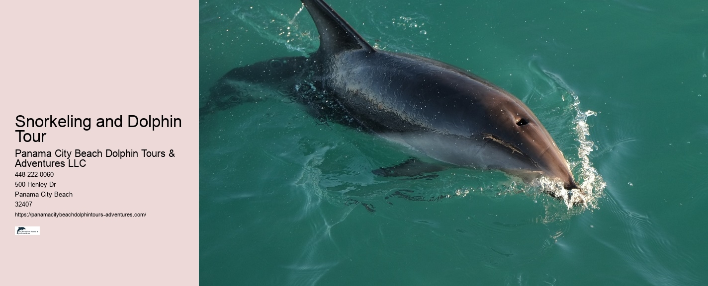 Dolphin Tours Redington Beach Fl