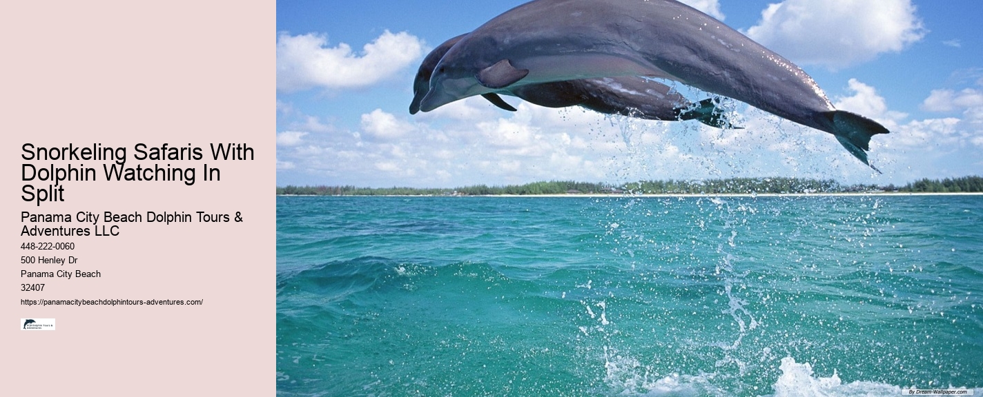 Can You Swim With Dolphins In Panama City Beach