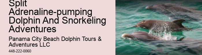 VIP Dolphin Encounter with Snorkeling