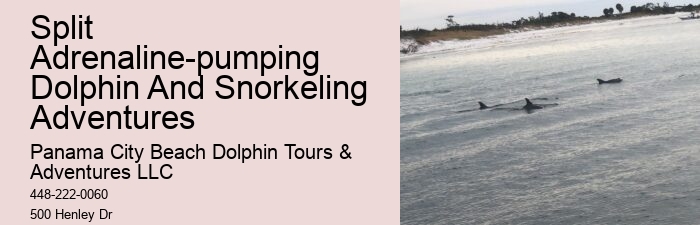 Split Unforgettable Dolphin And Snorkeling Adventures