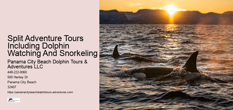Split Adventure Tours Including Dolphin Watching And Snorkeling
