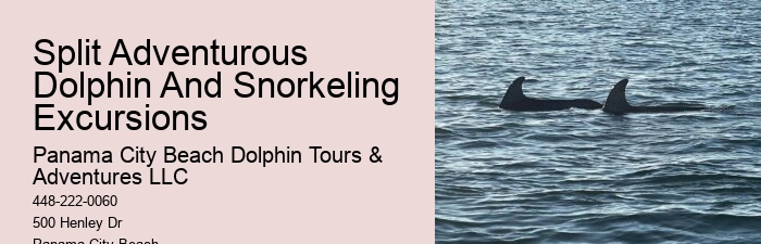 What Should You Know Before Swimming With Dolphins