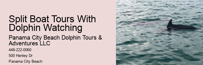 Cheap Dolphin Tours In Panama City Beach