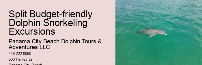 Dolphin Tours In Panama City Florida