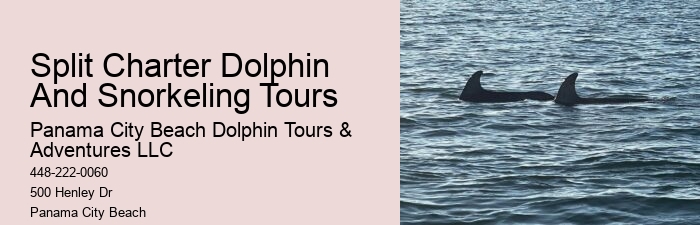 Intimate Dolphin Spotting with Snorkeling