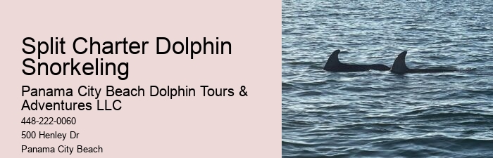 Tailored Dolphin Safari with Snorkeling