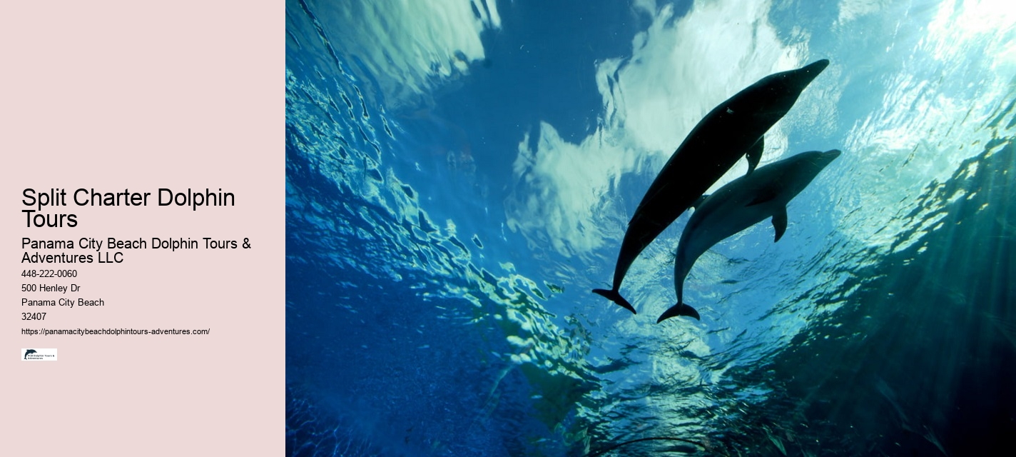 Dolphin Tour And Snorkeling Near Me