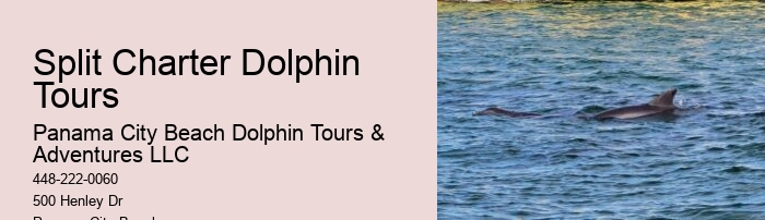 Luxury Dolphin Watching and Snorkeling Tours