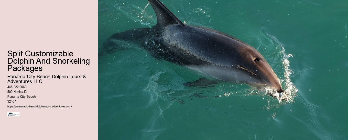 Sunset Dolphin Tours Panama City Beach Fl