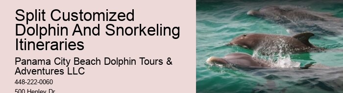 Dolphin Scuba Trips