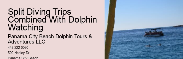 Individual Dolphin Expedition with Snorkeling