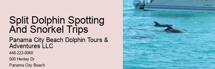 Dolphin boat rides in Panama City Beach