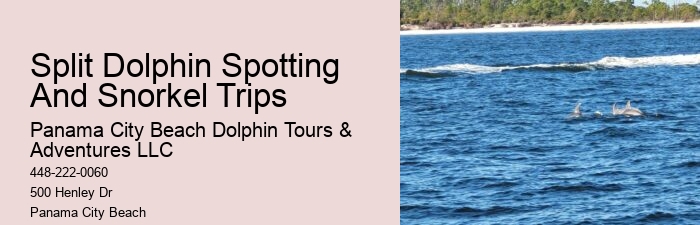 Dolphin Swim And Snorkel Tours In Split