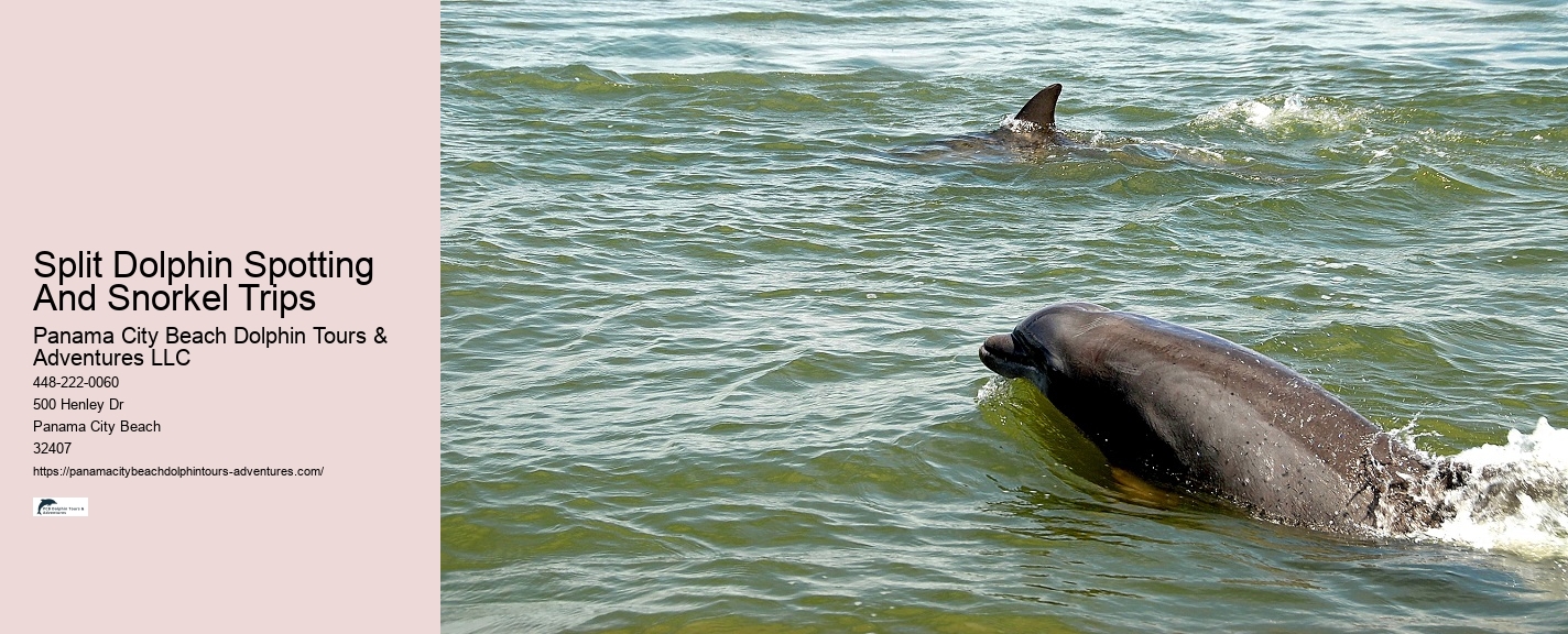 Elite Dolphin Interaction and Snorkeling Tours