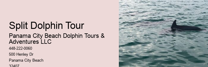 Split Budget-friendly Dolphin Snorkeling Excursions