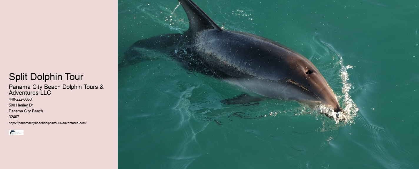 5 Reasons Not To Swim With Dolphins