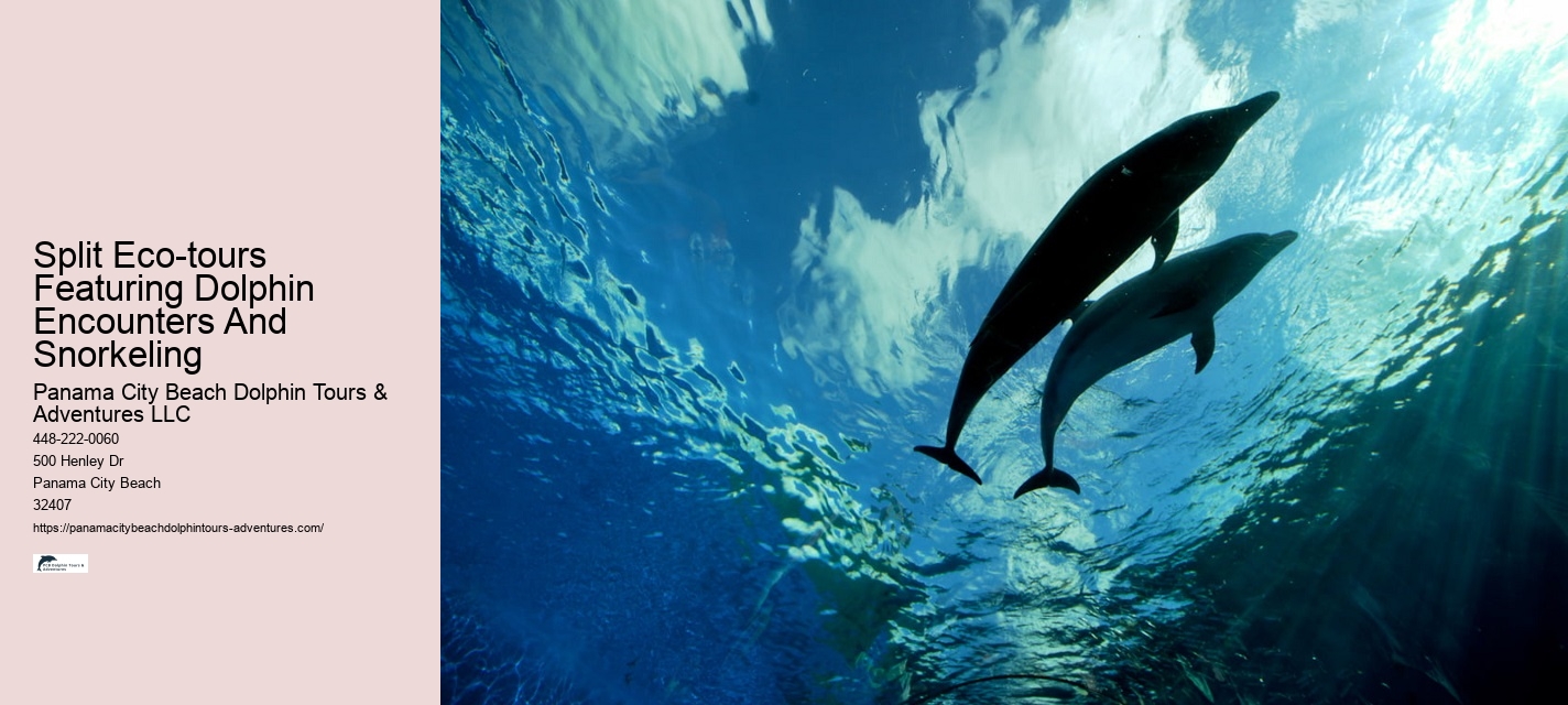 Deluxe Dolphin Expedition with Snorkeling