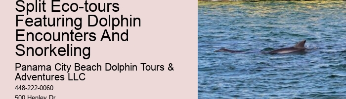 All About Bottlenose Dolphins - Birth & Care Of Young