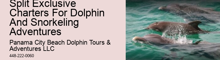 Dolphin Boat Snorkeling Tours In Panama City Beach