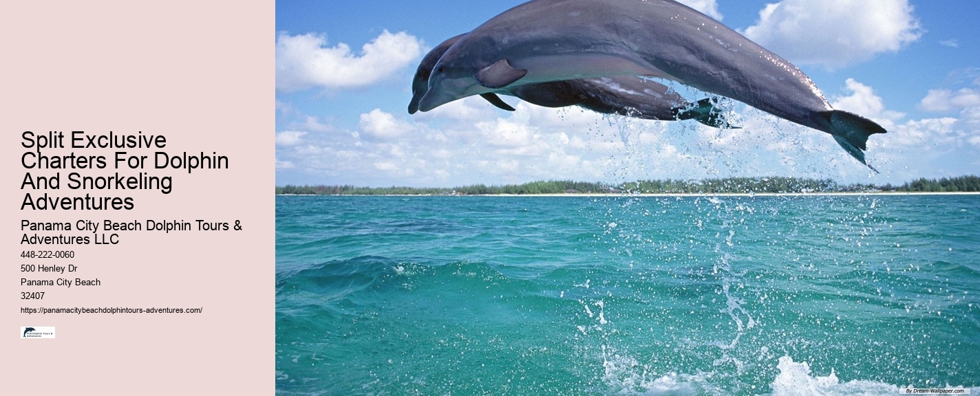 Dolphin Swim