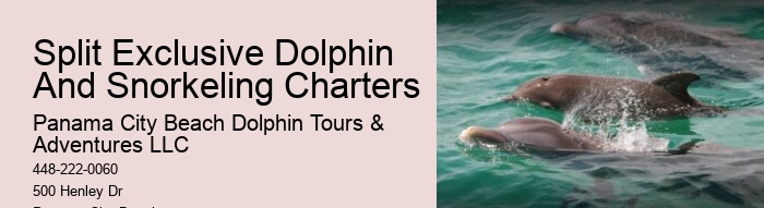 Beach Dolphin