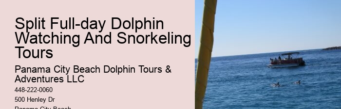 Private Dolphin And Snorkeling Tours
