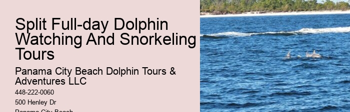 Do You Need Water Shoes To Swim With Dolphins