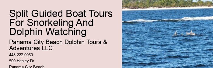Dolphins And Snorkeling
