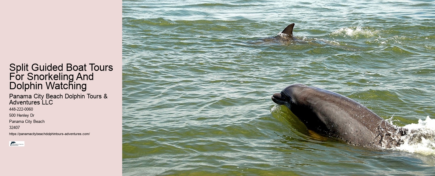 Exclusive Dolphin Discovery and Snorkeling Trips