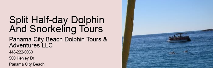 Split Charter Dolphin