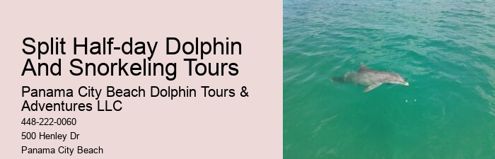 Dolphin Tours Panama City Beach
