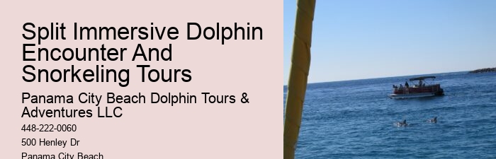 Panama City Beach Florida Dolphin Swim