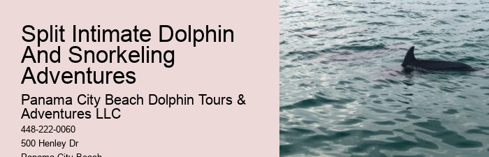 Best Time Of Year (And Day) To See Dolphins In Destin Florida
