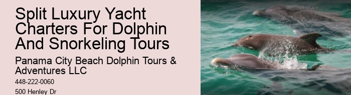 2 Hours Private Dolphin Tour