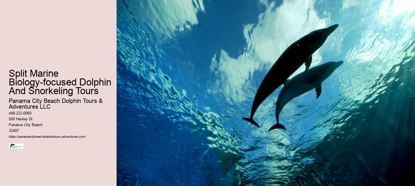 Private Dolphin Snorkeling Tours