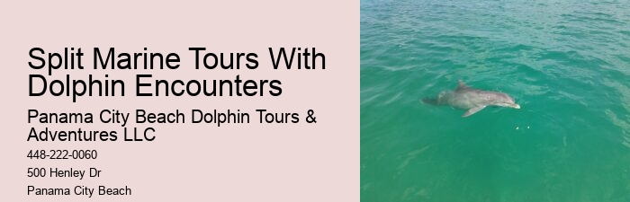 5 Things You Should Know Before Swimming With Dolphins In Cancun