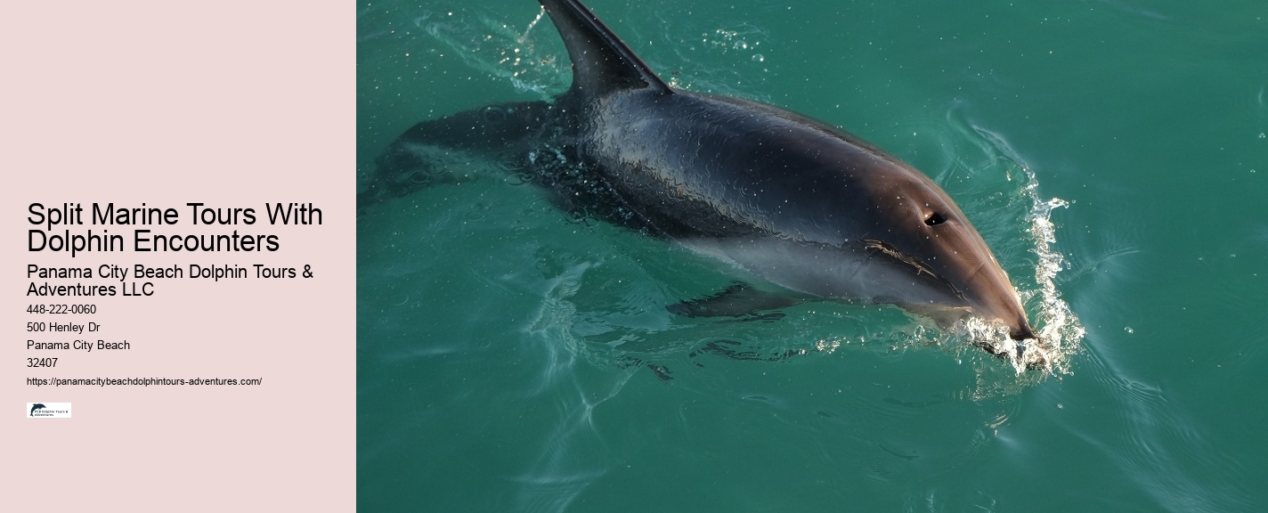 Intimate Dolphin Expedition with Snorkeling
