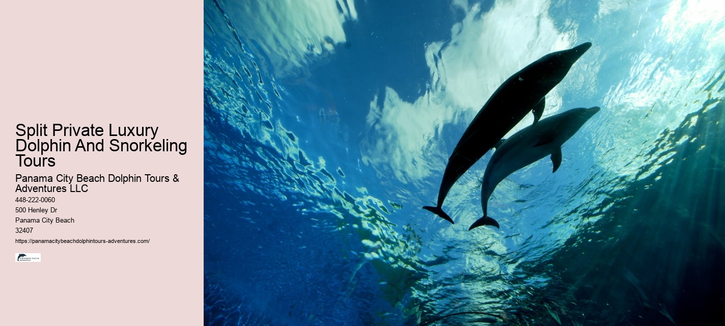 Dolphin Adventure