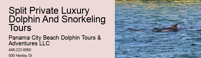 Dolphin Tour And Snorkeling Near Me