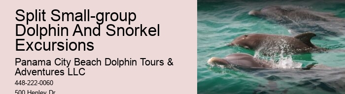 Best Dolphin Tours Panama City Beach