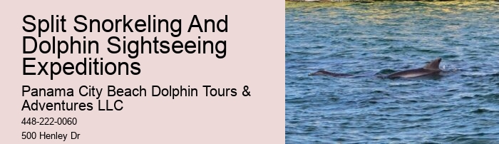 Diving With Dolphins