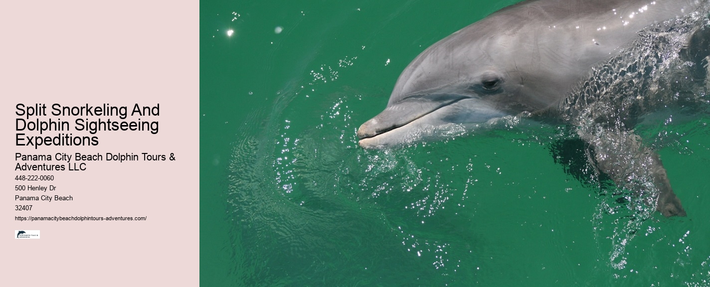 Panama City Beach Dolphin Jet Ski Tours