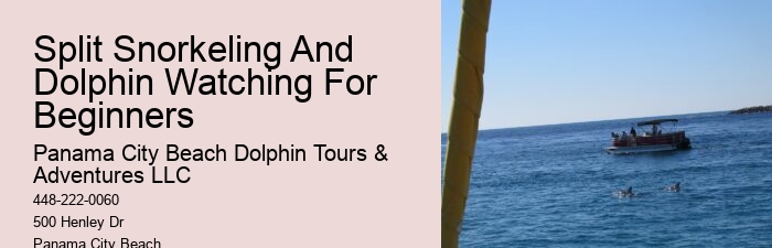 Eco Dolphin Tours