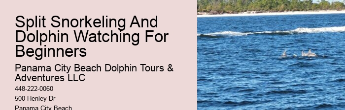 Guided Dolphin Safari with Snorkeling