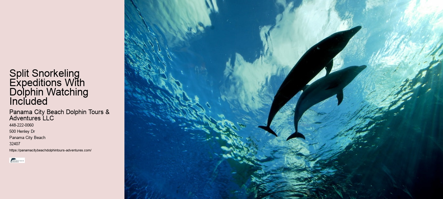 Premium Dolphin Spotting with Snorkeling